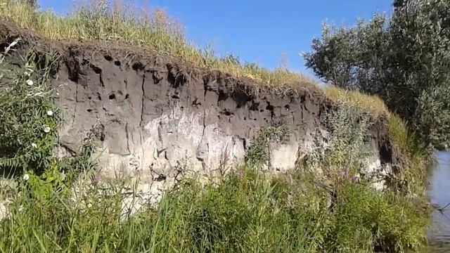 ЛАСТОЧКА БЕРЕГОВАЯ. Наши птицы. Украина. смотреть онлайн