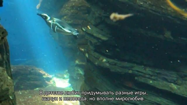 Значение имени Самсон. Толкование, судьба, характер смотреть онлайн