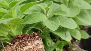 Выхожу в эфир после длительной болезни!