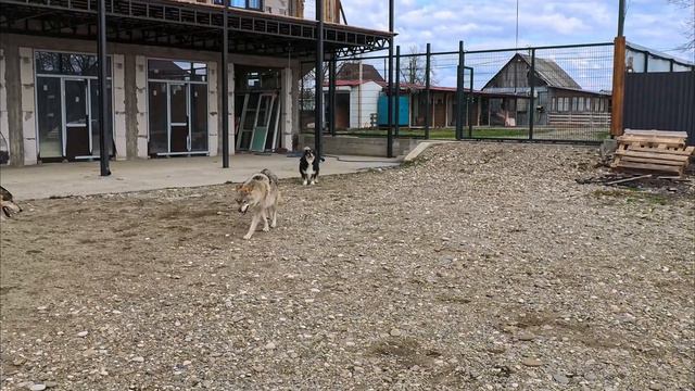 Собака против 2 волков сразу ! Атака волков на собаку. Attack Of Wolves On A Dog. ВОЛК VS СОБАКА
