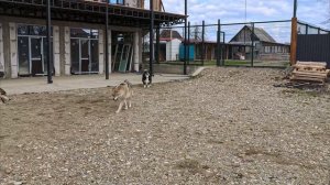 Собака против 2 волков сразу ! Атака волков на собаку. Attack of wolves on a dog. ВОЛК VS СОБАКА