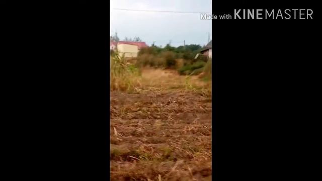 Куда идём мы с питачьком🐷 смотреть онлайн