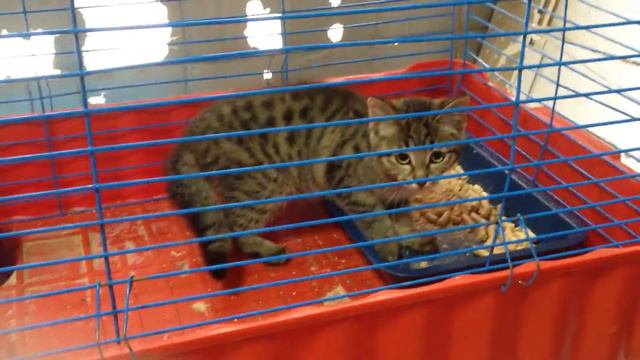 Котёнок девочка Малинка. 3 мес. Комната 14