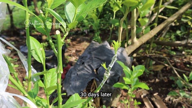 3 best grafting method that you can use in citrus tree смотреть онлайн