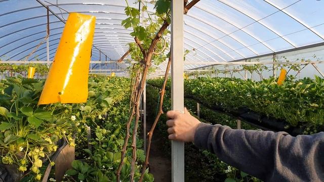 Теплица для винограда и малообьемки 72×11м смотреть онлайн