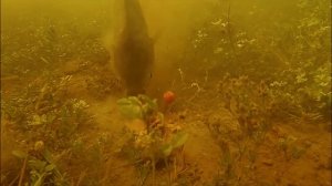 подводная съемка, как клюет карп на кукурузу и pop-up