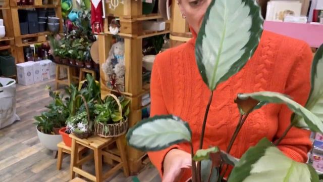 Калатея Аргентеа - шикарный сорт калатеи | Комнатное растение простое в уходе смотреть онлайн