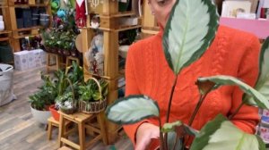 Калатея Аргентеа - шикарный сорт калатеи | Комнатное растение простое в уходе