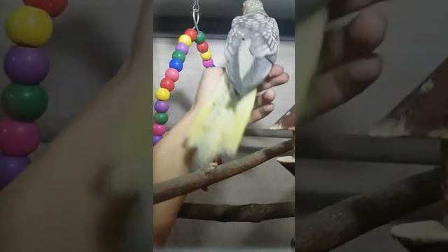 Приручение птенца кореллы смотреть онлайн