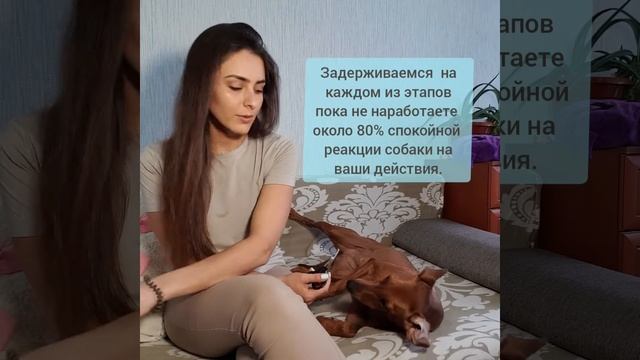 Видео-урок по приучению собаки к стрижке когтей. смотреть онлайн