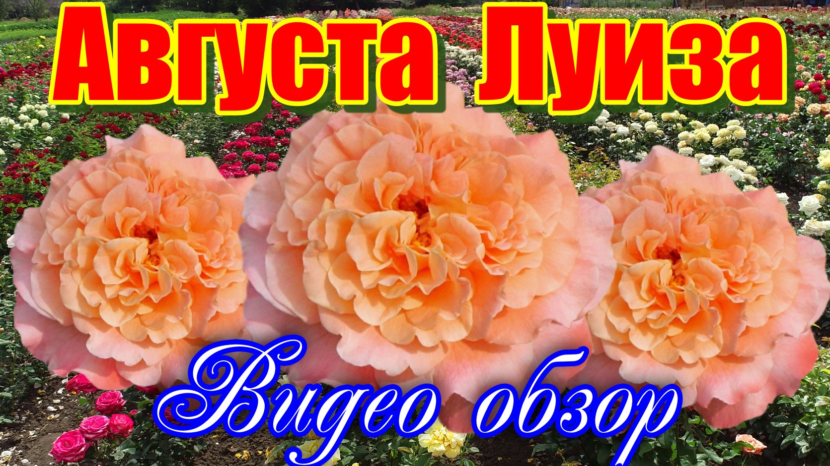 Обзор розы Августа Луиза (Чайно гибридная) - Augusta Luise (Tantau Германия, 1999) смотреть онлайн