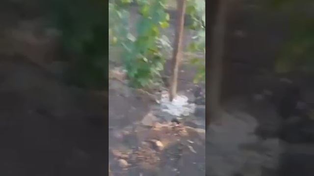 мой виноградник ( каберне совиньон , мерло , каберне фран , шираз, мальбек , гренаш , Пино-нуар ) смотреть онлайн