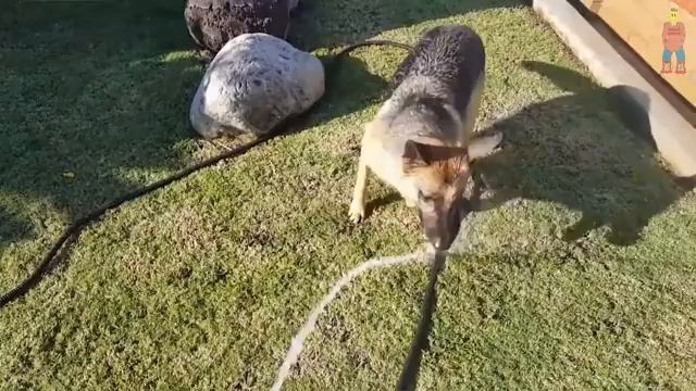 ВЕСЕЛЫЕ ЖИВОТНЫЕ, смешные животные, приколы с котами, приколы, приколы 2020, животные, кошки №35