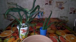 Столетник - Алоэ. От приобретения до размножения