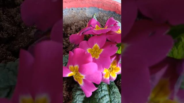 primula flower in my garden смотреть онлайн