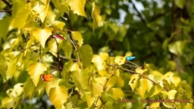 Береза повислая Шневердингер Голдбирке ? обзор: как сажать, крупномеры березы Шневердингер Голдбирк смотреть онлайн