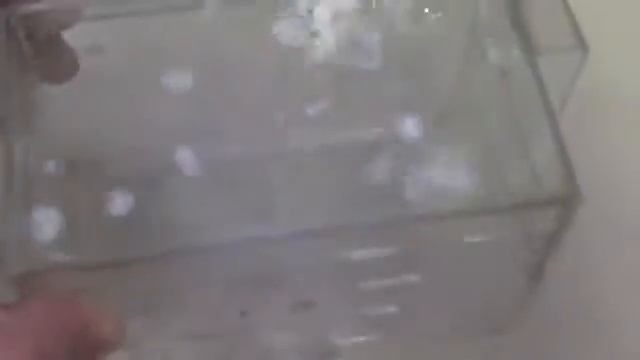 С какими рыбками уживаются креветки вишенки смотреть онлайн