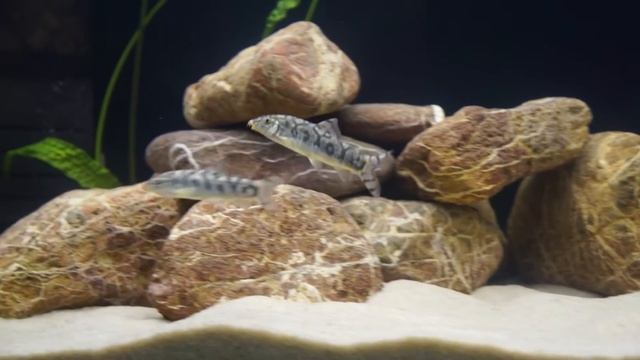 Боция мраморная (Botia lohachata) смотреть онлайн