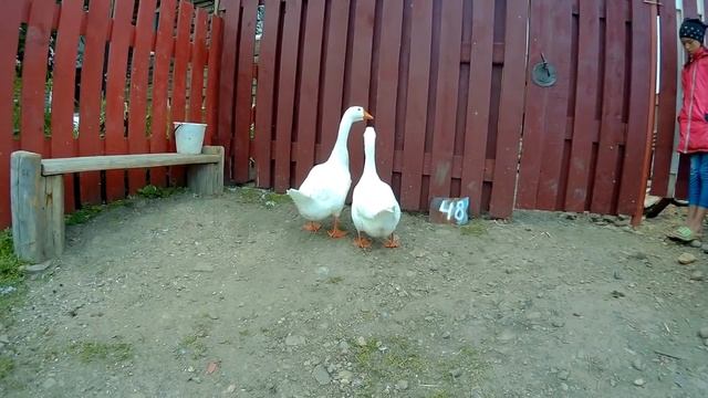 Отличаем гусака от гусыни // Внешние признаки // Определение по клоаке смотреть онлайн