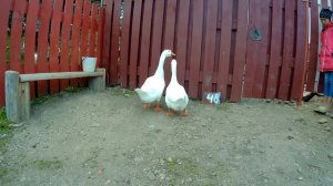 Отличаем гусака от гусыни // Внешние признаки // Определение по клоаке