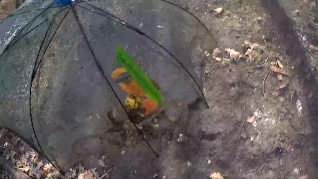 РАКОЛОВКИ ПРОСТОЯЛИ ДВОЕ СУТОК! ЛОВЛЯ РАКОВ НА РАКОЛОВКУ ЗОНТ И ГАРМОШКУ ПО ЛЕДЯНОЙ ВОДЕ смотреть онлайн