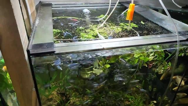 Делаем кофе и кормим рыбу.