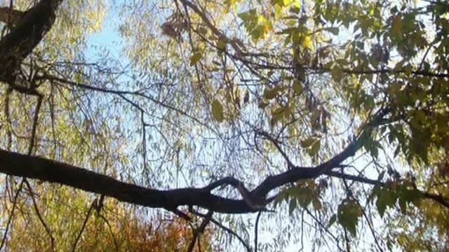 ОСЕННИЙ СОН смотреть онлайн