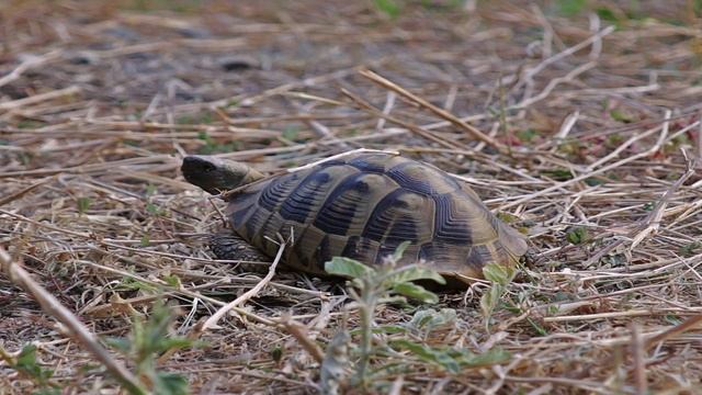 Canon 28-105 Usm Lens Video Sample Canon 700D