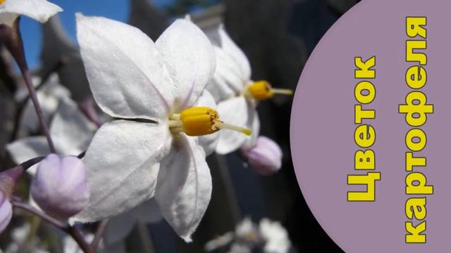 Купить Картофель Королева Анна смотреть онлайн