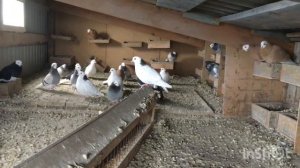 Часть 2 Пермские голуби