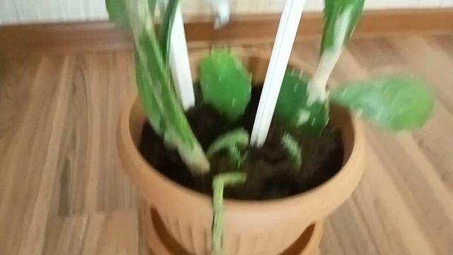 Шакшука ?? вкусный рецепт. Домашний йогурт с клубникой ? Классная дача. смотреть онлайн