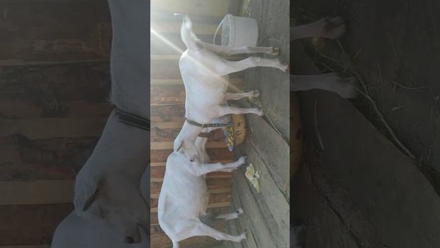 Удой Зааненской козы с подкормкой смотреть онлайн