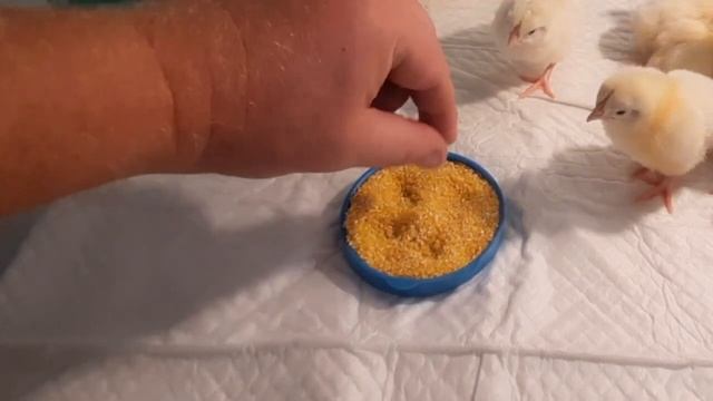 КОГДА ПЕРЕВОДИТЬ ЦЫПЛЯТ ИЗ ИНКУБАТОРА В БРУДЕР. смотреть онлайн