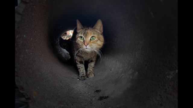 Коты на заводе 00 смотреть онлайн