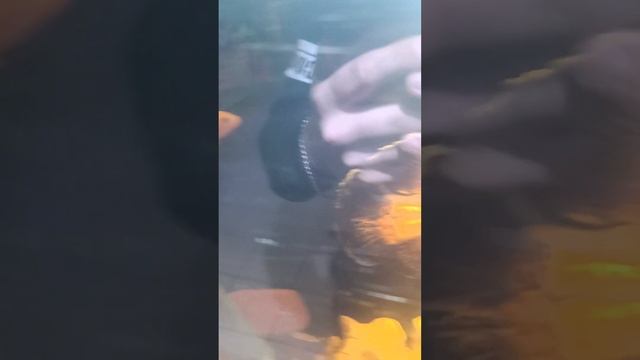 Рыбки, животные, птички☺? Зоомагазин Ква-ква смотреть онлайн