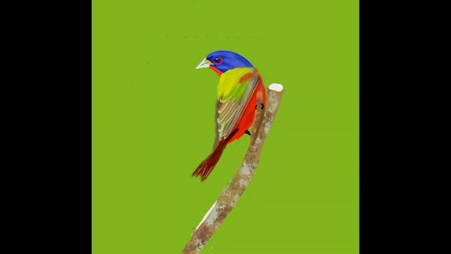 iPad Sketches THE BIRDS смотреть онлайн