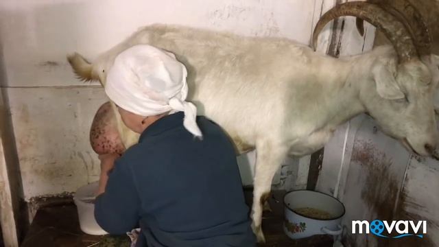 Все на дойку коз! Обзор козовника. смотреть онлайн