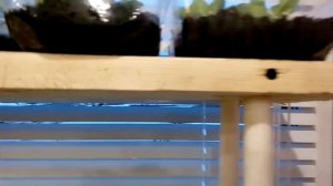 полка для рассады на окно своими руками