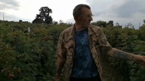 Малина. Летний сорт Глен Ампл