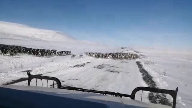 Стадо северных оленей на Ямале смотреть онлайн