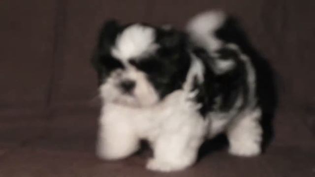 ШИ - ТЦУ | 2 МЕСЯЦА смотреть онлайн