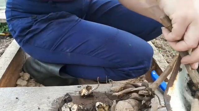 Деление клубня георгина перед посадкой смотреть онлайн