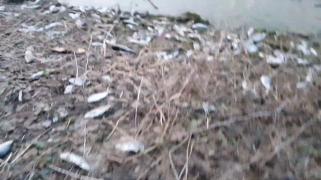 Замор рыбы на озере Плотина г.#Раменское #рыбалка смотреть онлайн