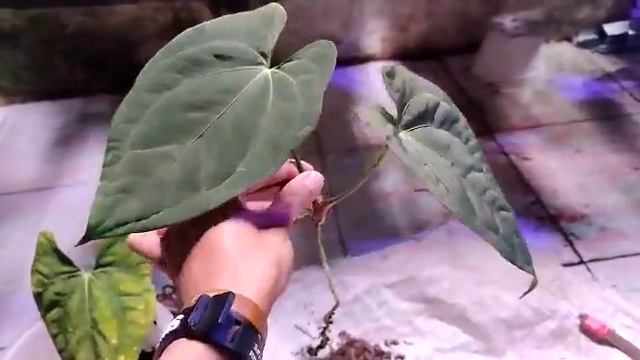 Cutting the roots and checking the condition of the roots of the anthurium galaxy смотреть онлайн
