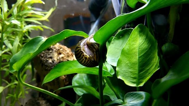 Neritina Turrita Zebra, Natalensis šnek