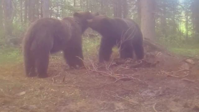 Horse vs Bear Attacks | Bear hunting Horses prime animal life #primeanimallife(2023) смотреть онлайн