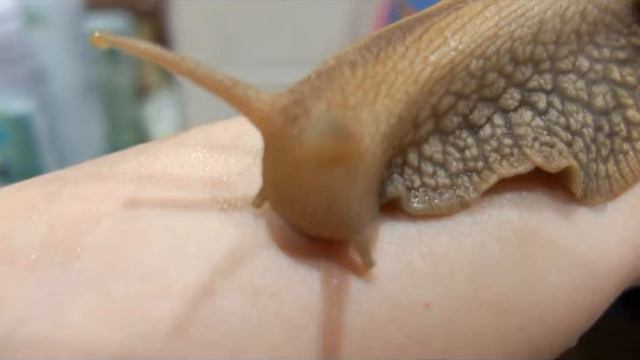 Улитка Ахатина купается под краном... смотреть онлайн