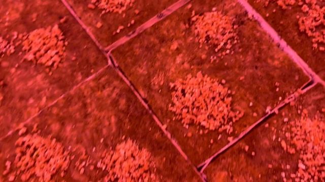 04.01.2022г-первые всходы. Огурец Бьерн F1. Огурец Северин F1 смотреть онлайн