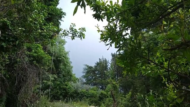 Расслабляющая, успокаивающая ум и помогающая сконцентрироваться музыка и пение птиц. Звуки леса. смотреть онлайн