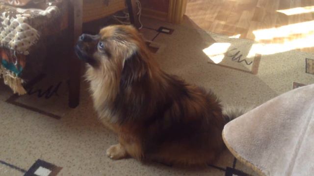 Пекинес поет песни смотреть онлайн